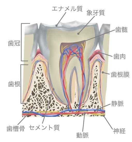 インビザラインで歯を動かす仕組みとは？ワイヤー矯正との違いを専門医が解説